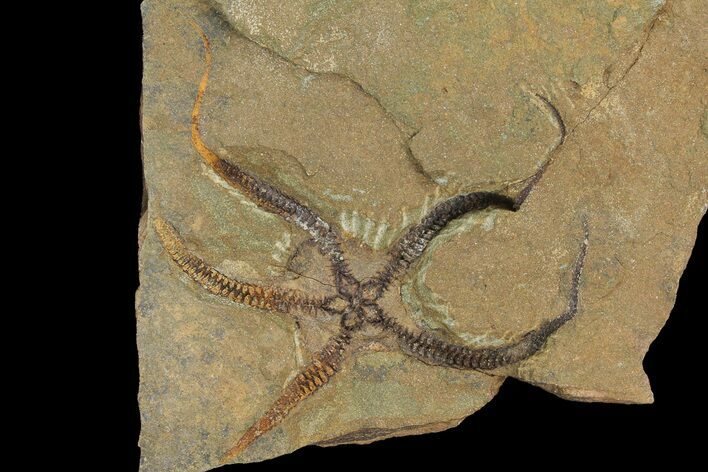 Wide, Ordovician Aged, Fossil Brittle Star - Morocco #170629